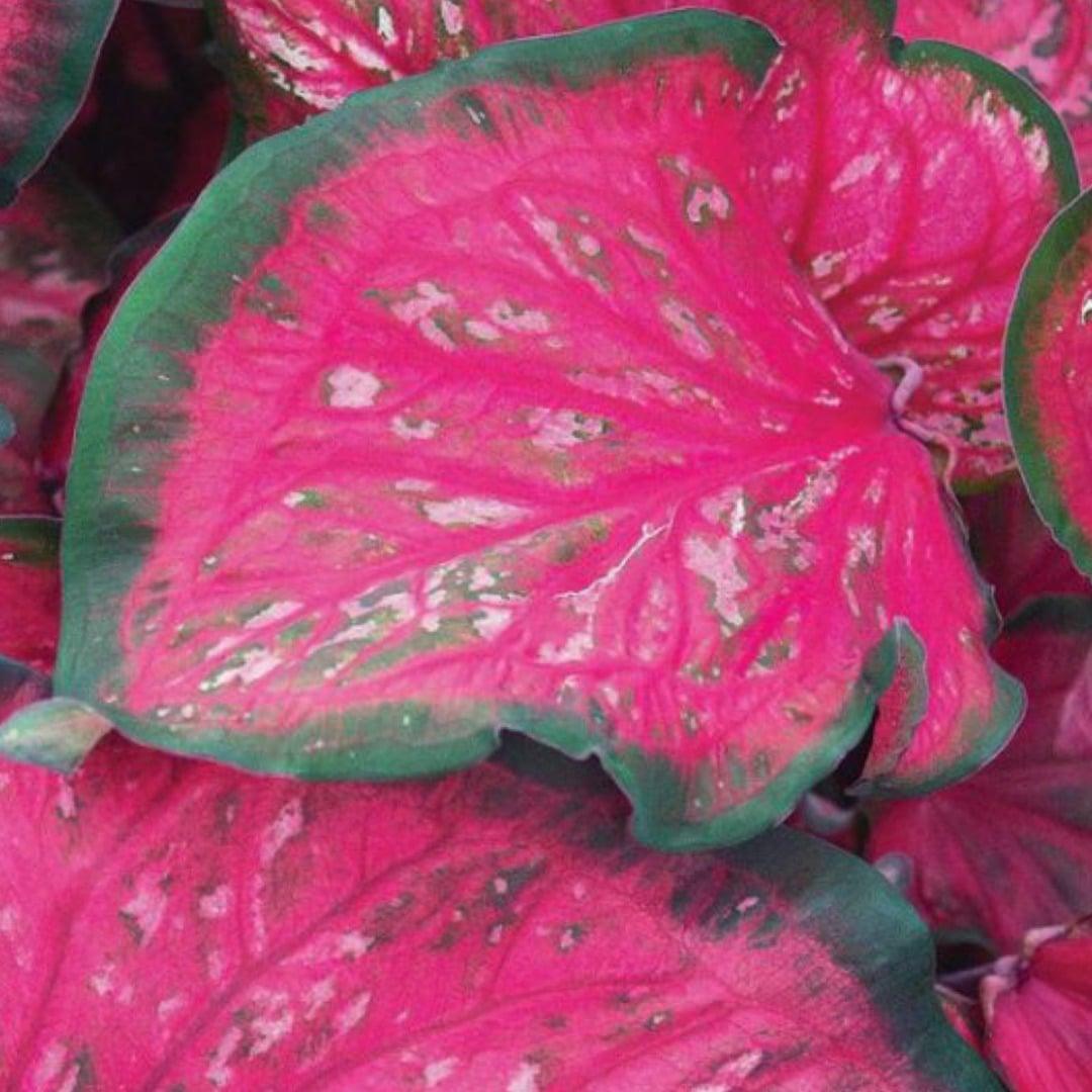 Essential Caladium Care Guide