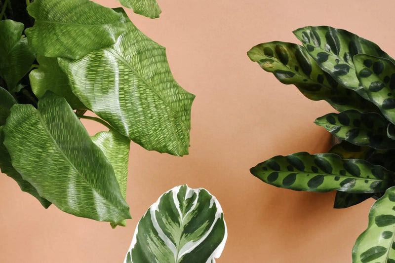 Plant profile: Calathea