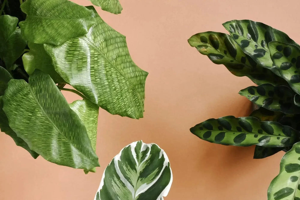 Calathea Care Guide: How to Keep These Drama Queens Happy (And Why They're Worth It)
