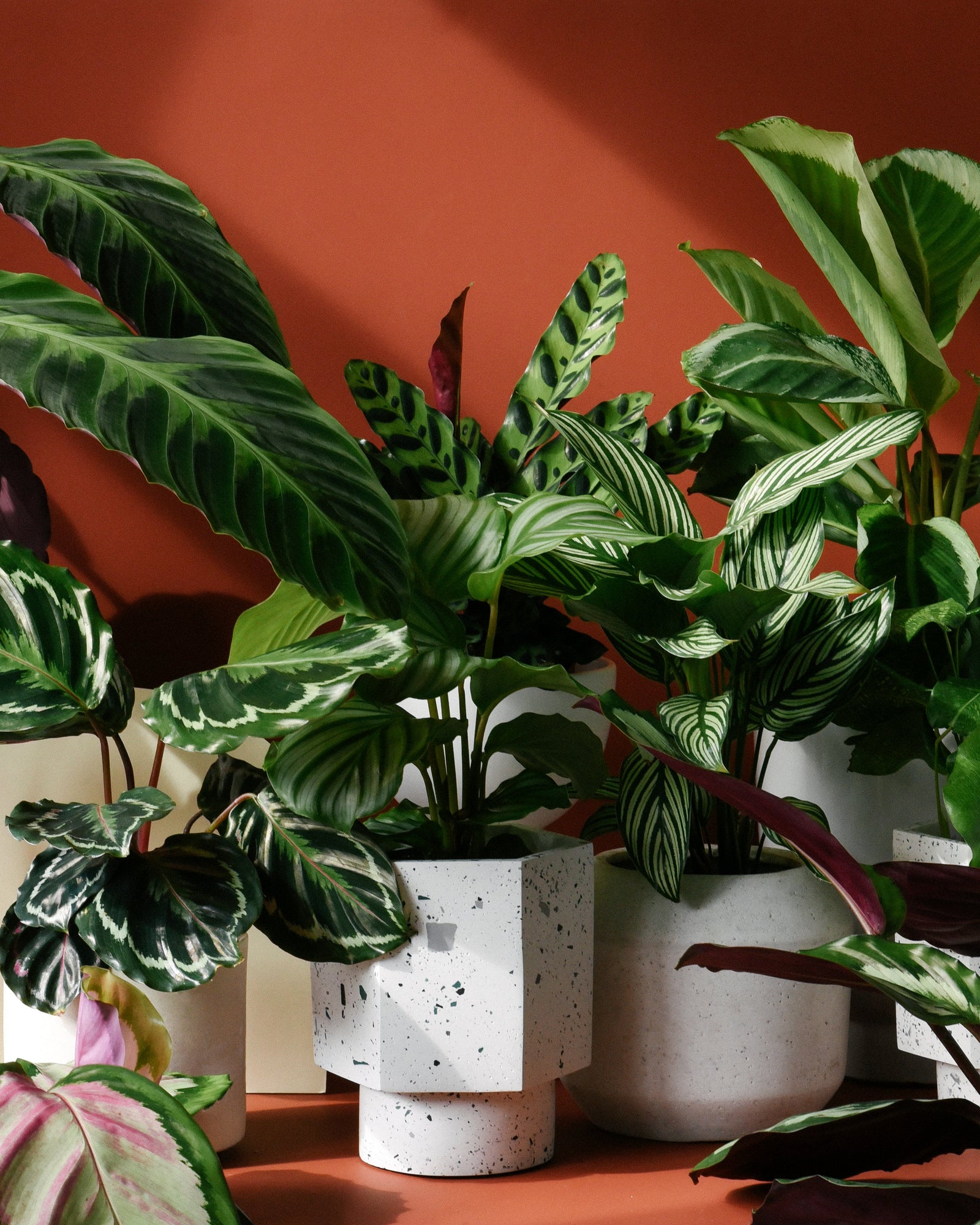 Marantaceae (Calathea and Mranta) Care Tips
