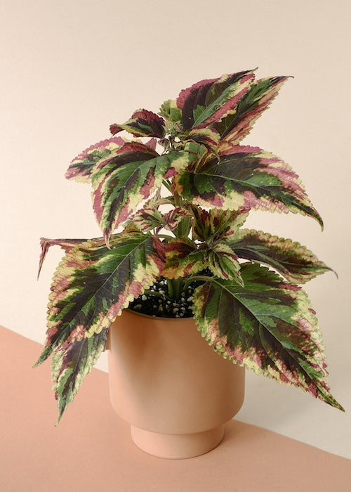 A Collector's Guide to Coleus Care: Cultivating Vibrant Foliage