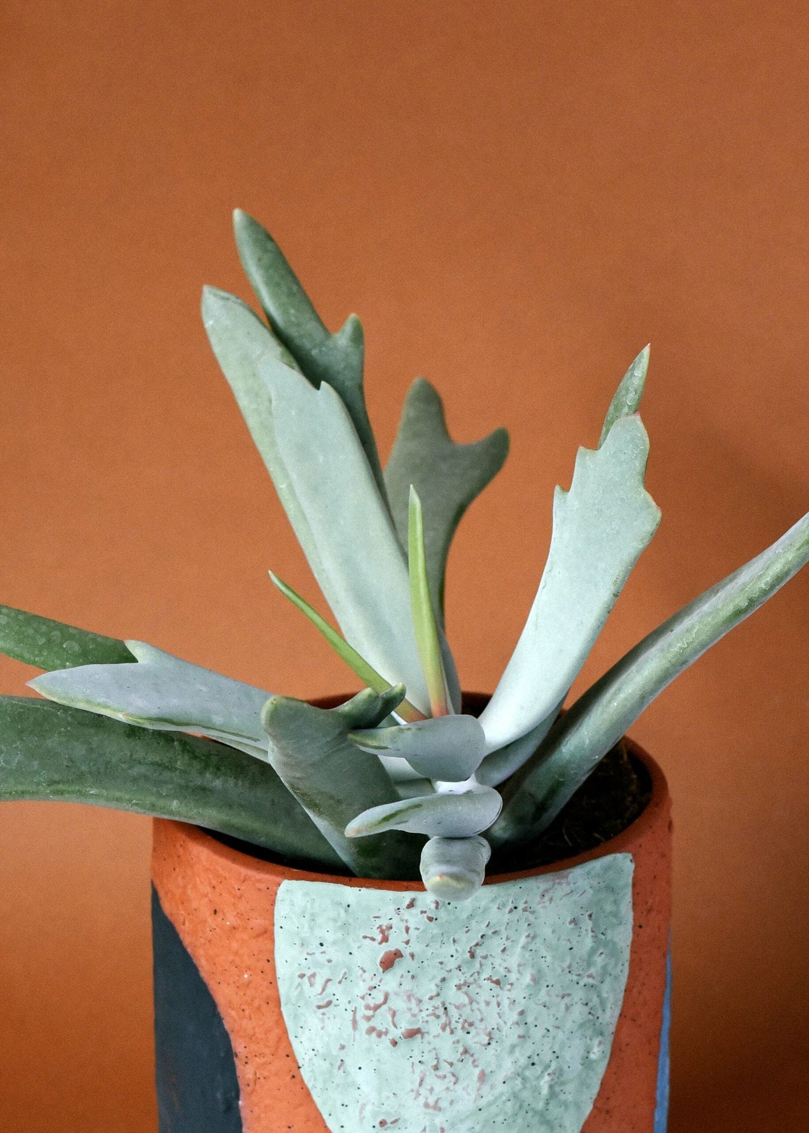 Essential Cotyledon Care Guide
