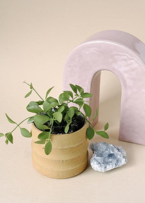 Dischidia Care Tips