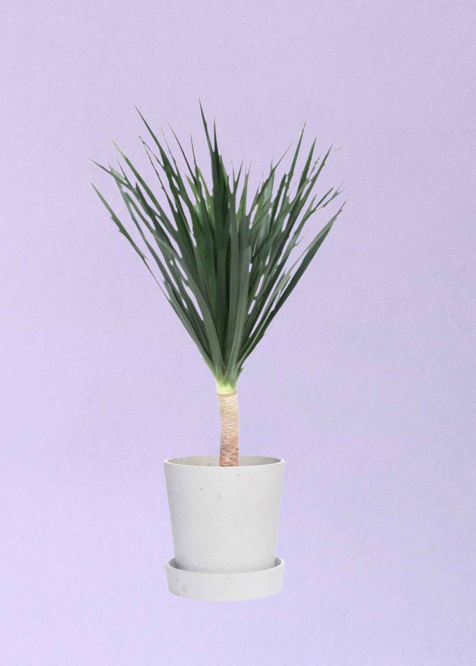 Dracaena Care Tips