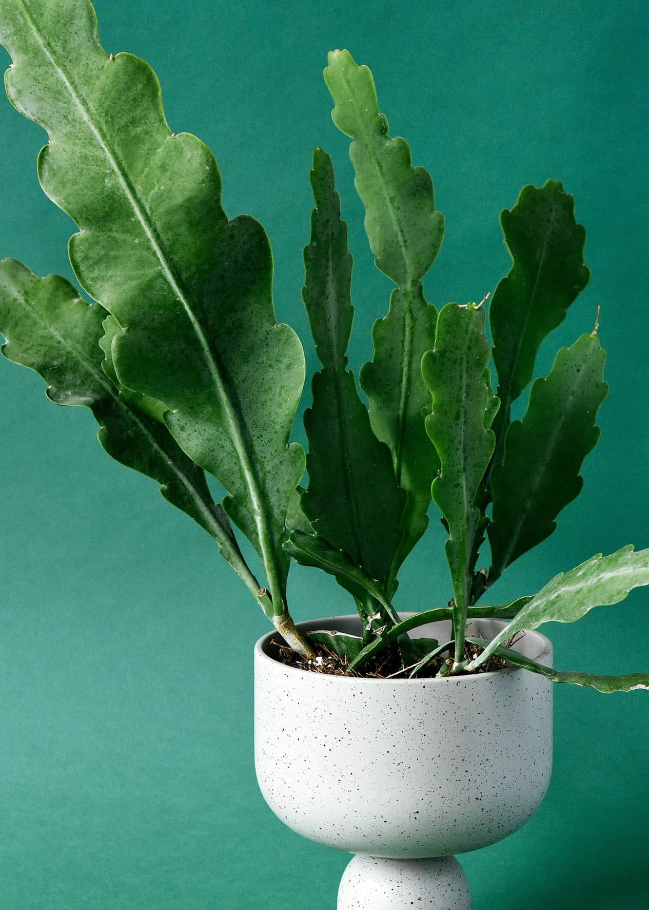 Epiphyllum Care Tips