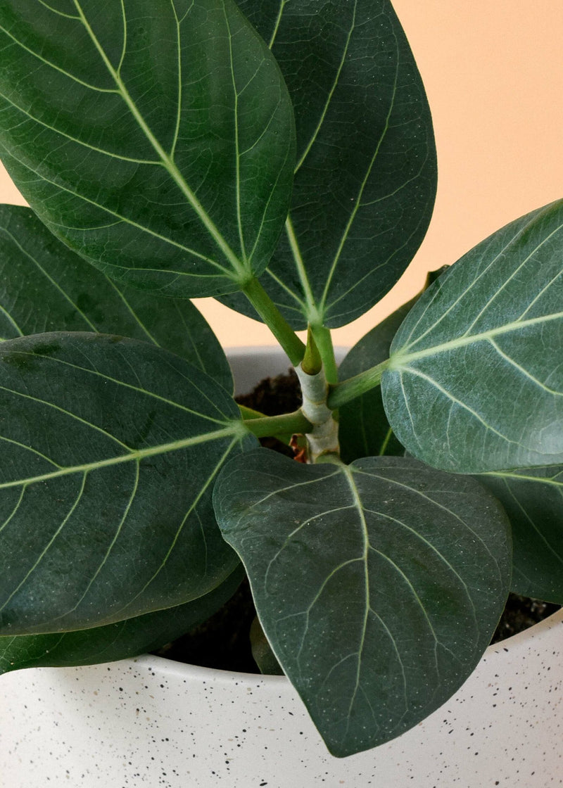 7 things your ficus really hates