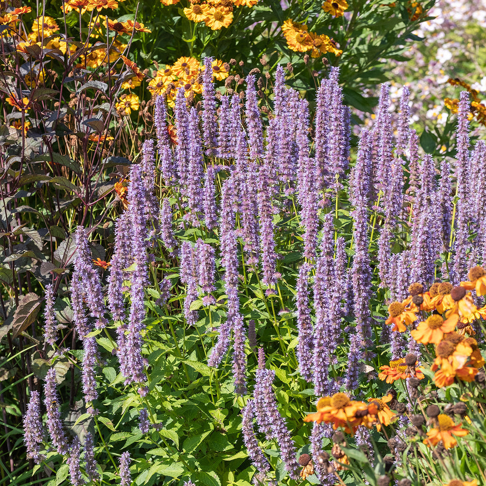 Outdoor Balcony Plants: Hardy Perennials for Every Terrace