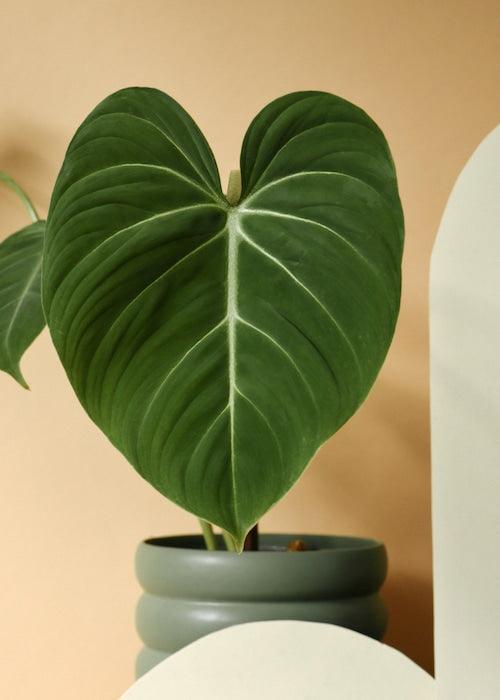 Philodendron Gloriosum Pflege: Der ultimative Guide für samtweiche Blätter