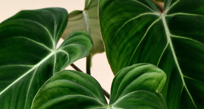 Plant profile: Philodendron Gloriosum