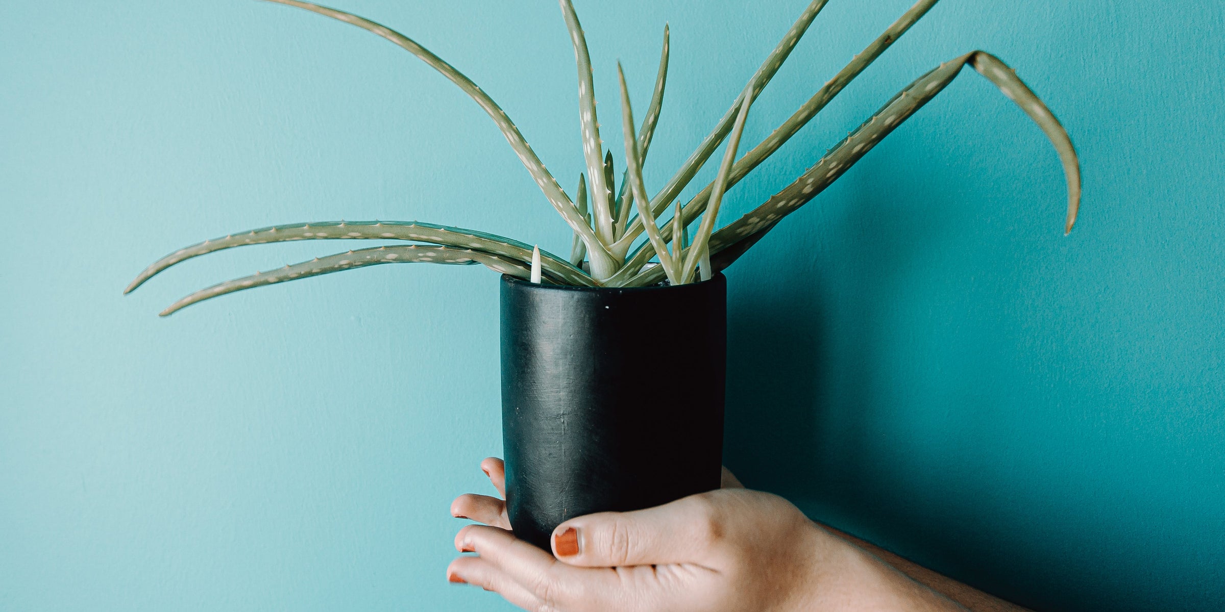 Aloe Care Tips