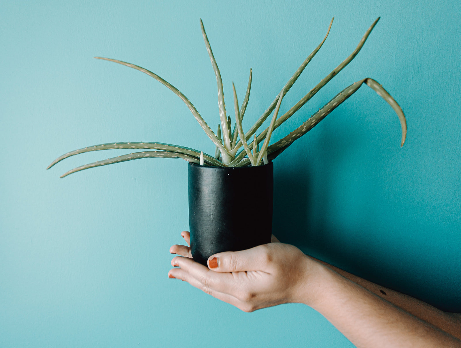 Aloe Care Tips