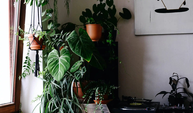 Plant Circle at Home: Oliver