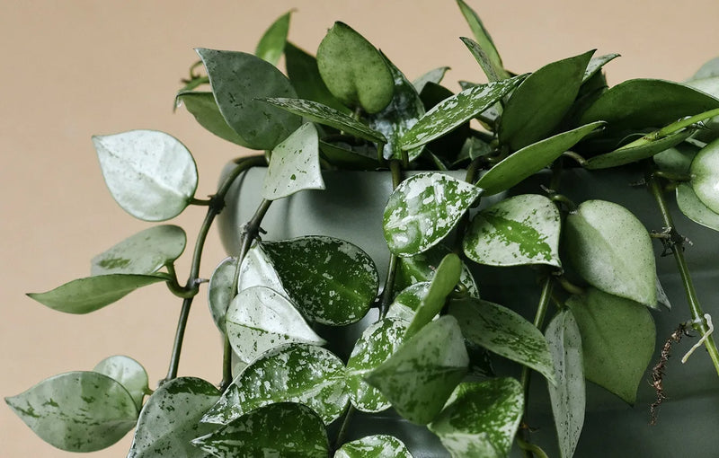 Plant Profile: Hoya