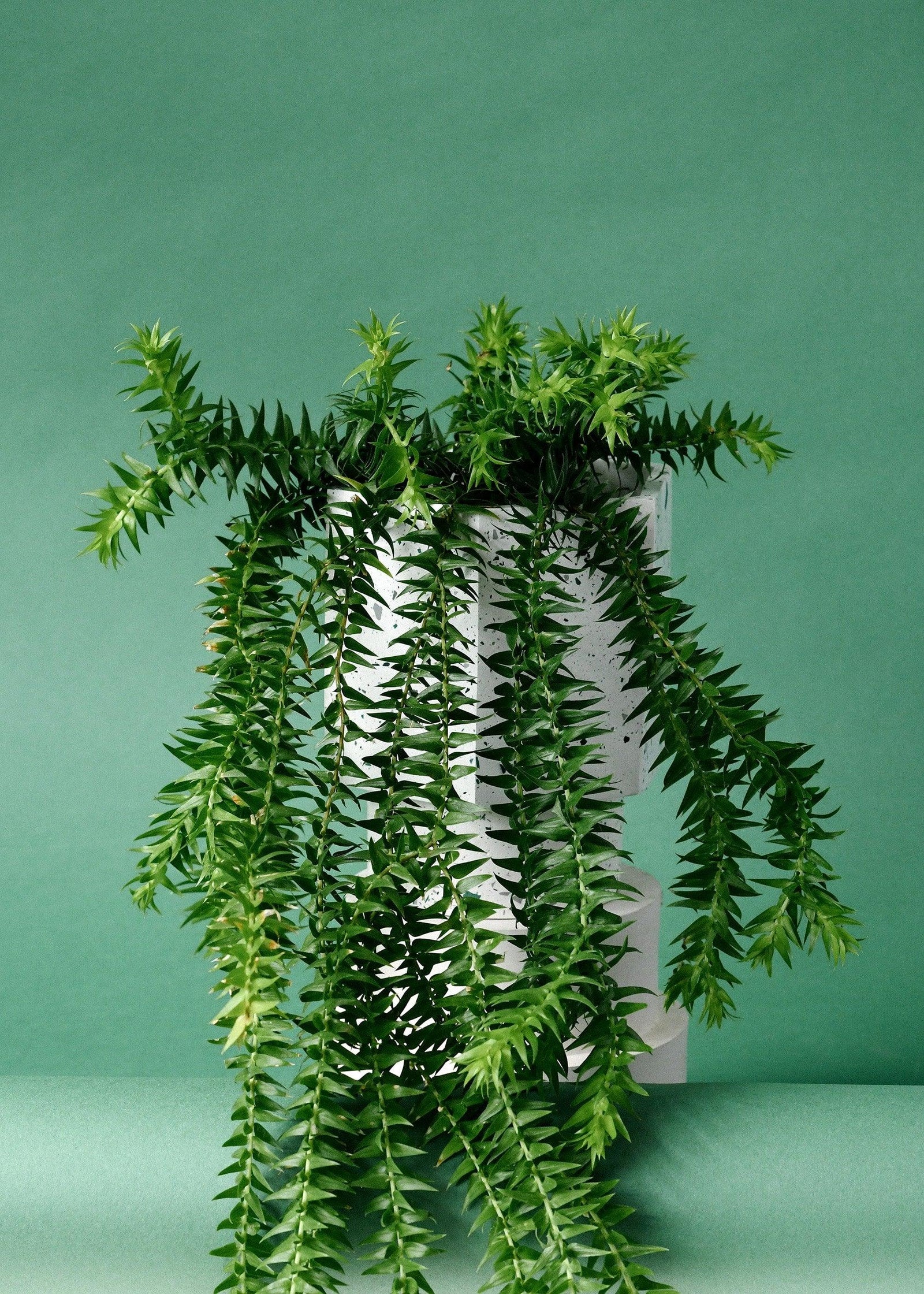 Essential Huperzia Care Guide - Keep Your Plant Thriving
