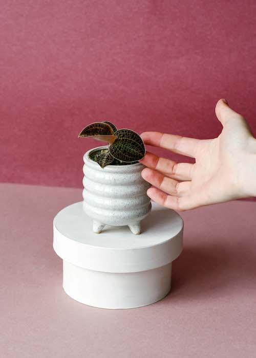Jewel Orchid Care Tips