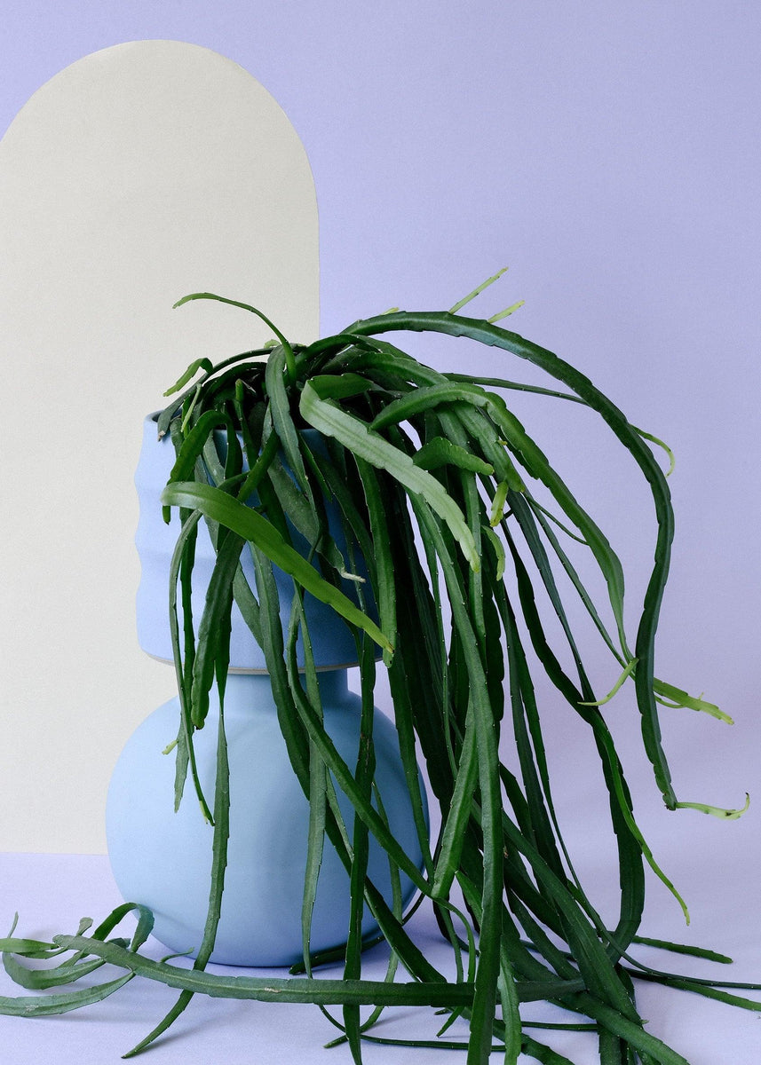 Lepismium Plant Care Guide - Tips for Healthy Growth