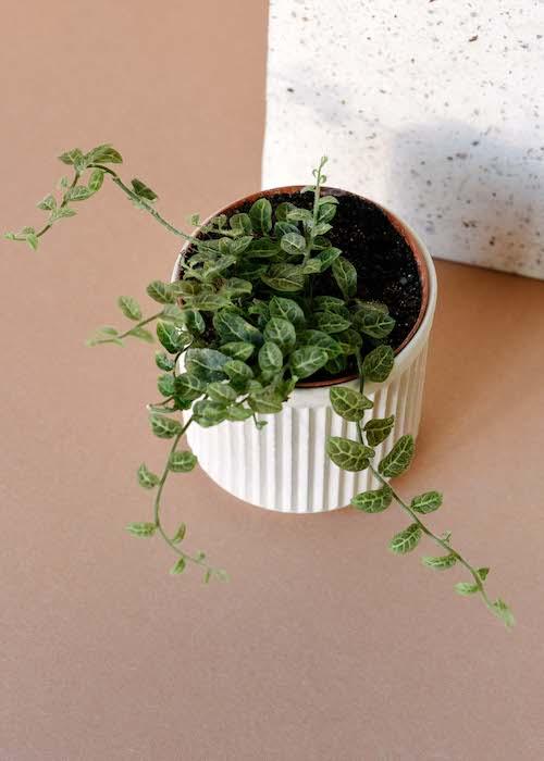 Marcgravia Care: The Ultimate Guide for Terrarium Collectors