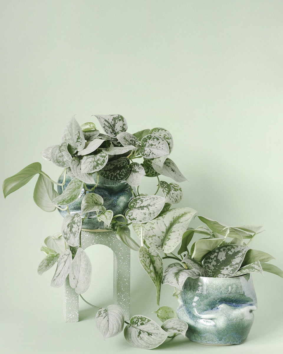 Monolena Plant Care Guide