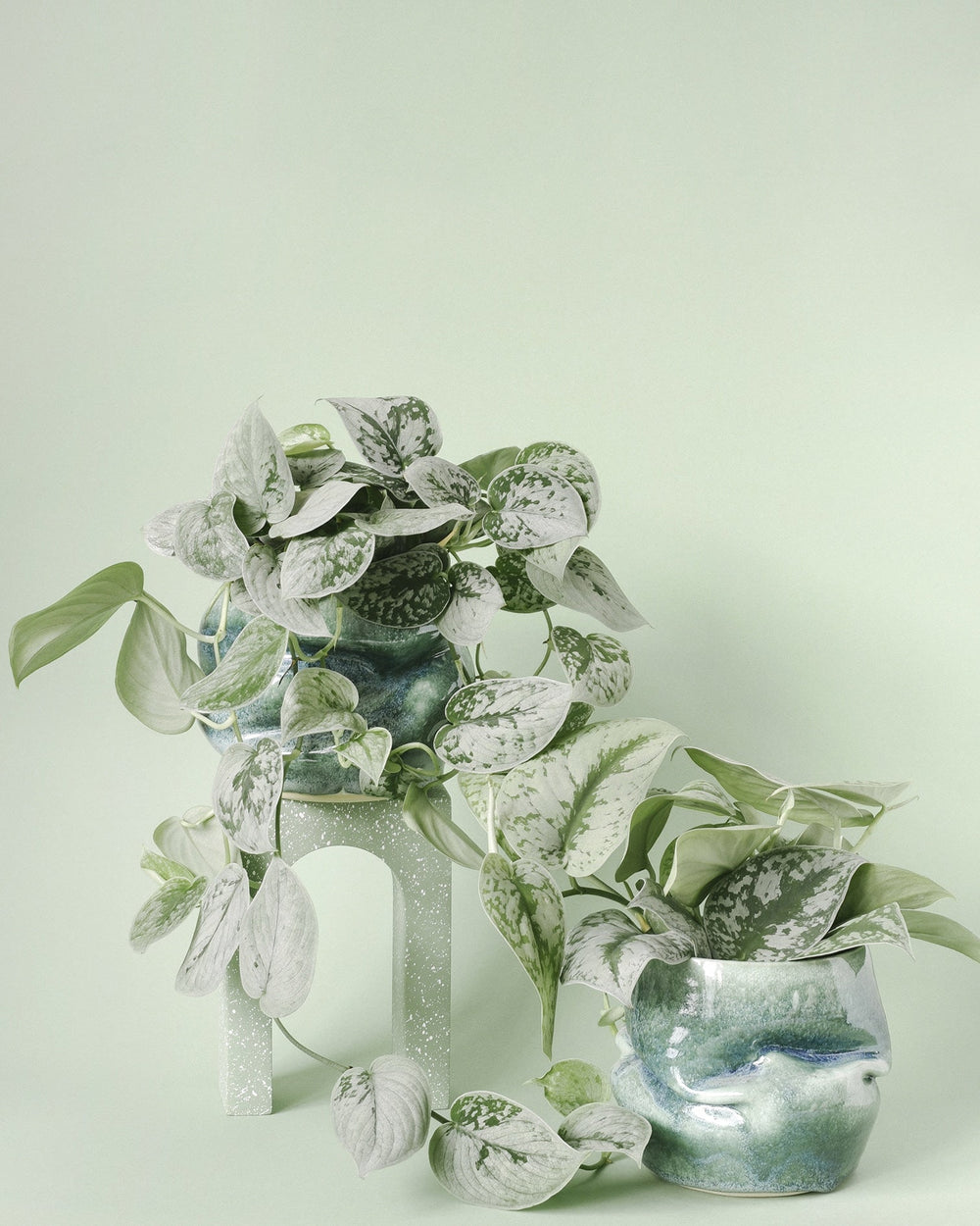 Monolena Plant Care Guide