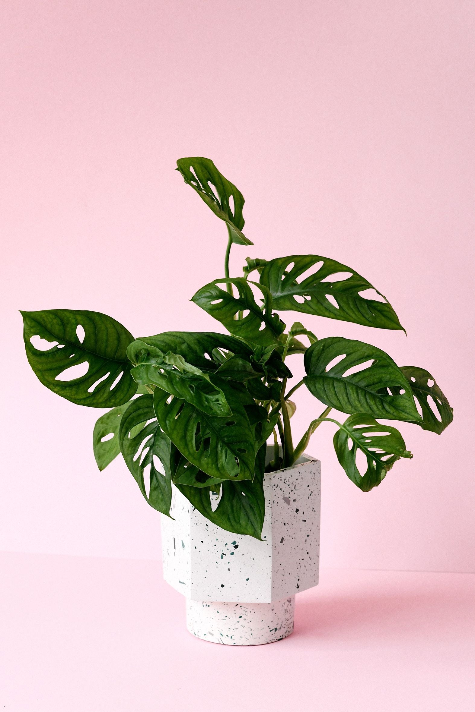 Monstera Adansonii Pflege: Der ultimative Guide für gesunde Fensterblätter