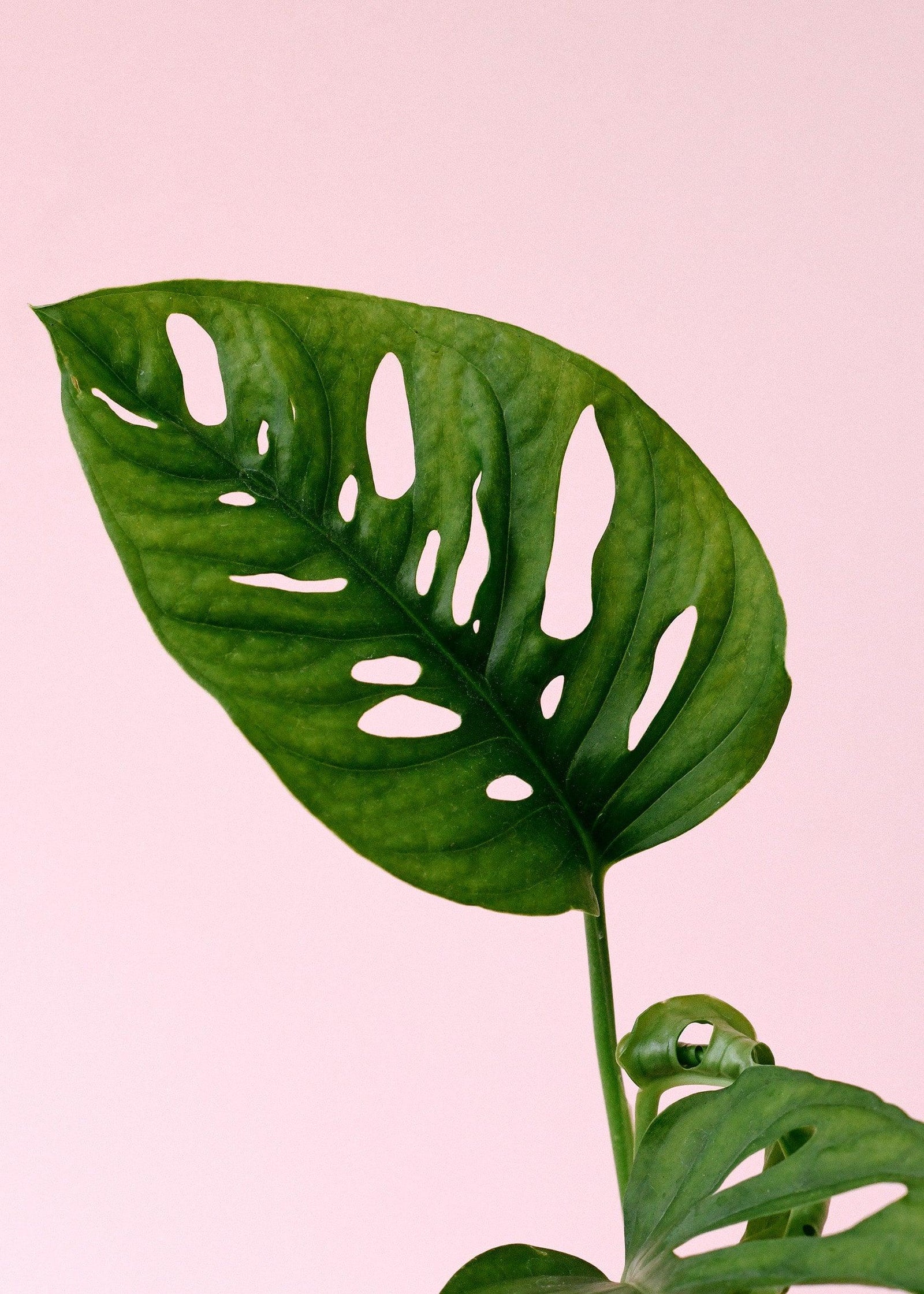 Unlock the Magic of Monstera Adansonii: A Guide to Choosing the Perfect Variety for Your Home!