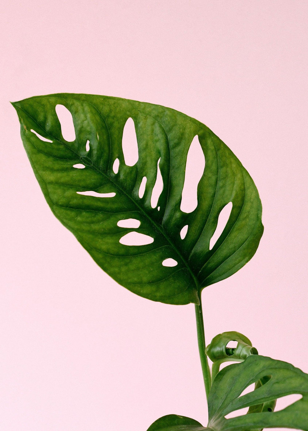 Unlock the Magic of Monstera Adansonii: A Guide to Choosing the Perfect Variety for Your Home!