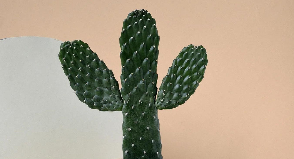 Why is my cactus not flowering? featured image