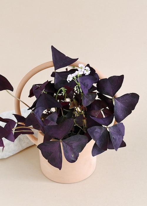 Oxalis Plant Care Guide | Tips & Tricks