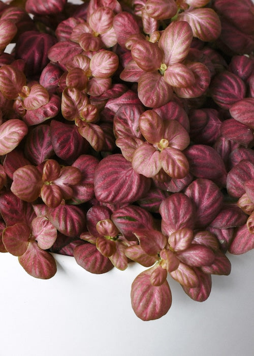 The Peperomia Party: Your Complete Guide to These Fabulous Plant Babies