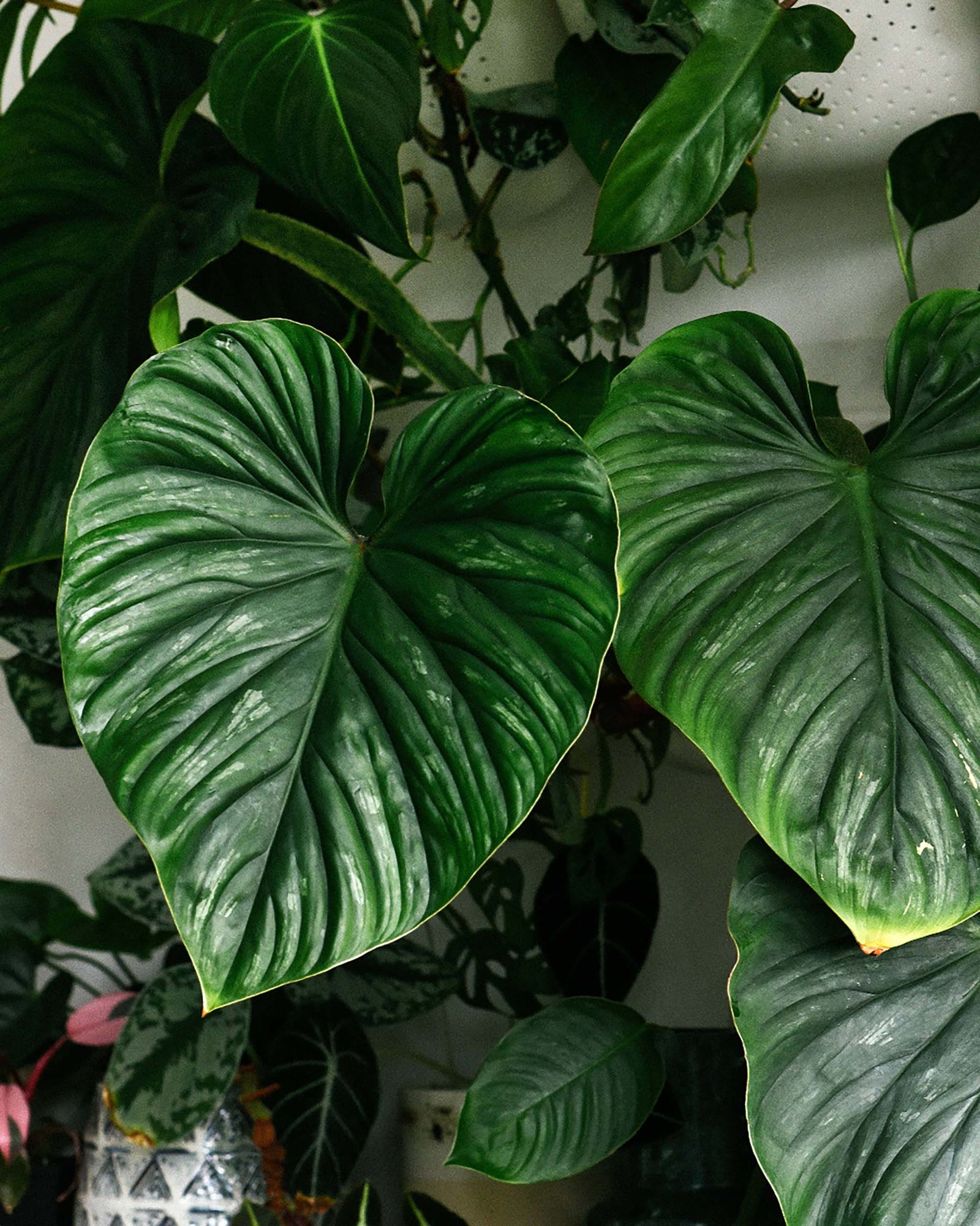 The Ultimate Guide to Identifying Philodendrons: How to Tell Your Pink Princess from Your White Knight