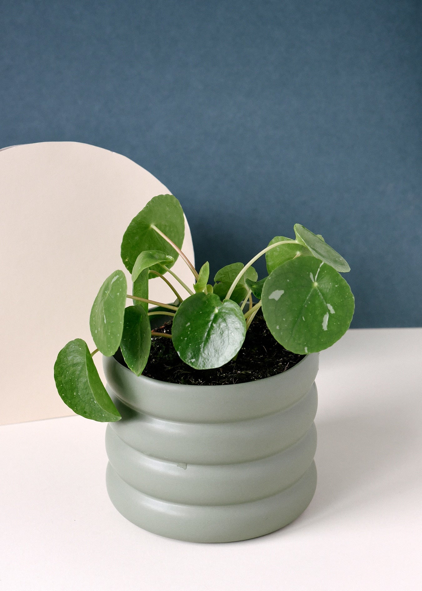 Pilea Care Guide: Grow Thriving Chinese Money Plants