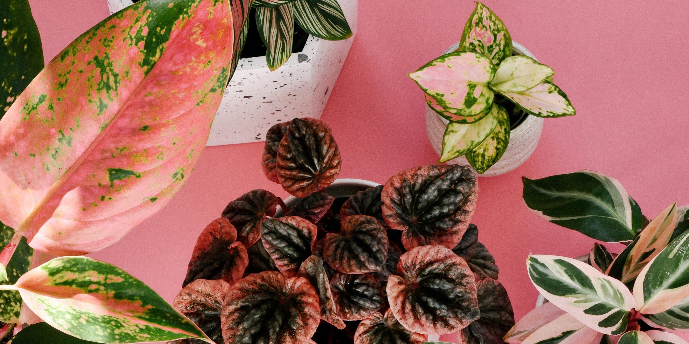 Top 10 Pink, Purple and Red Plants That Make Perfect Valentine’s Day Gifts