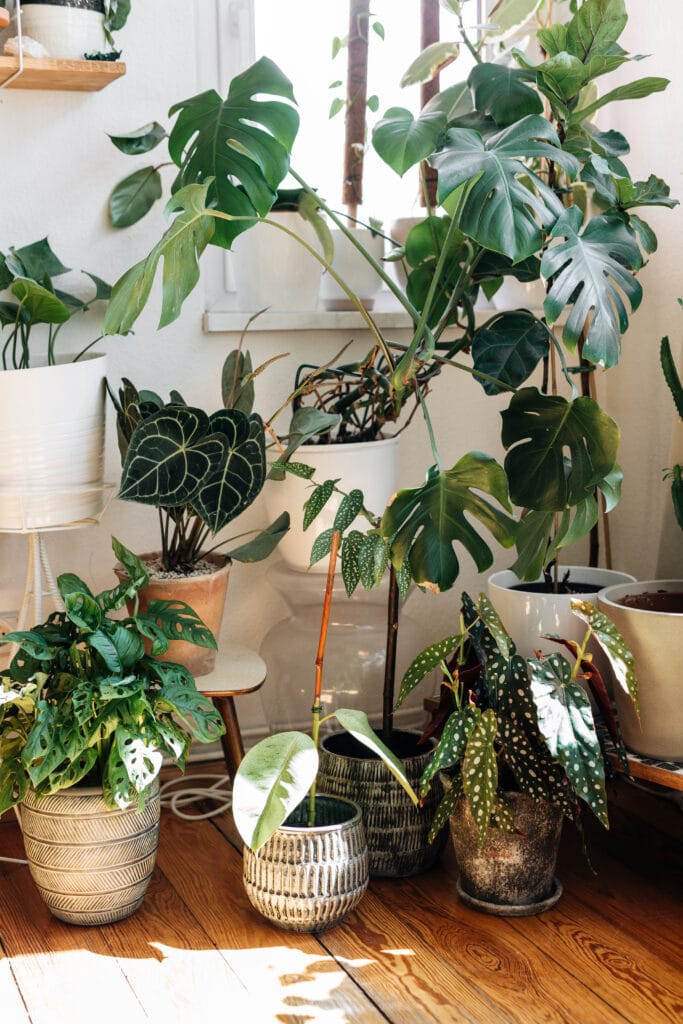How to Make a New Apartment Feel Like Home with Plants