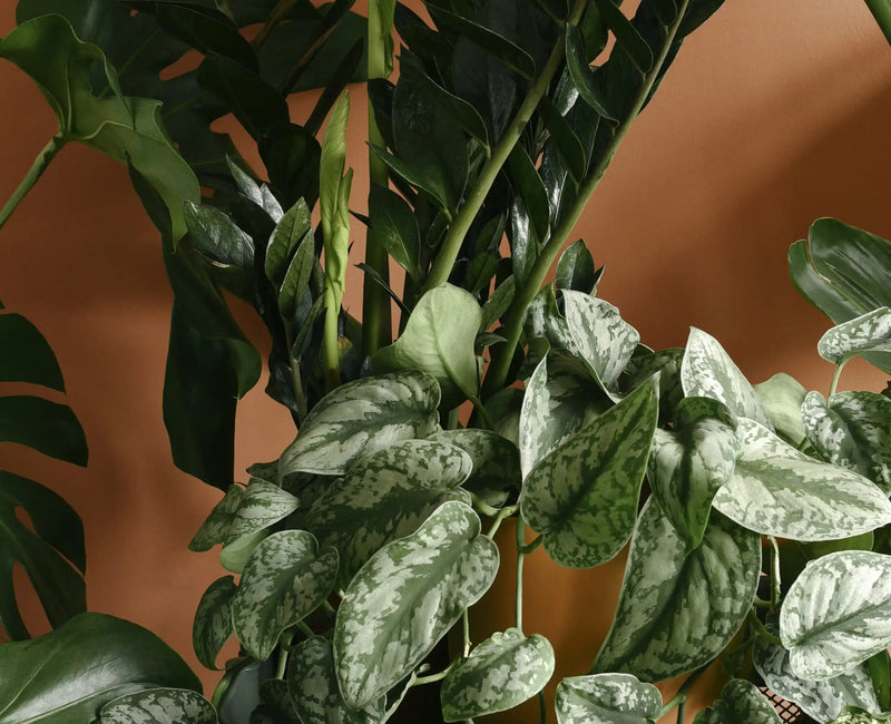 Plant Circle’s top 5 plants for your workspace