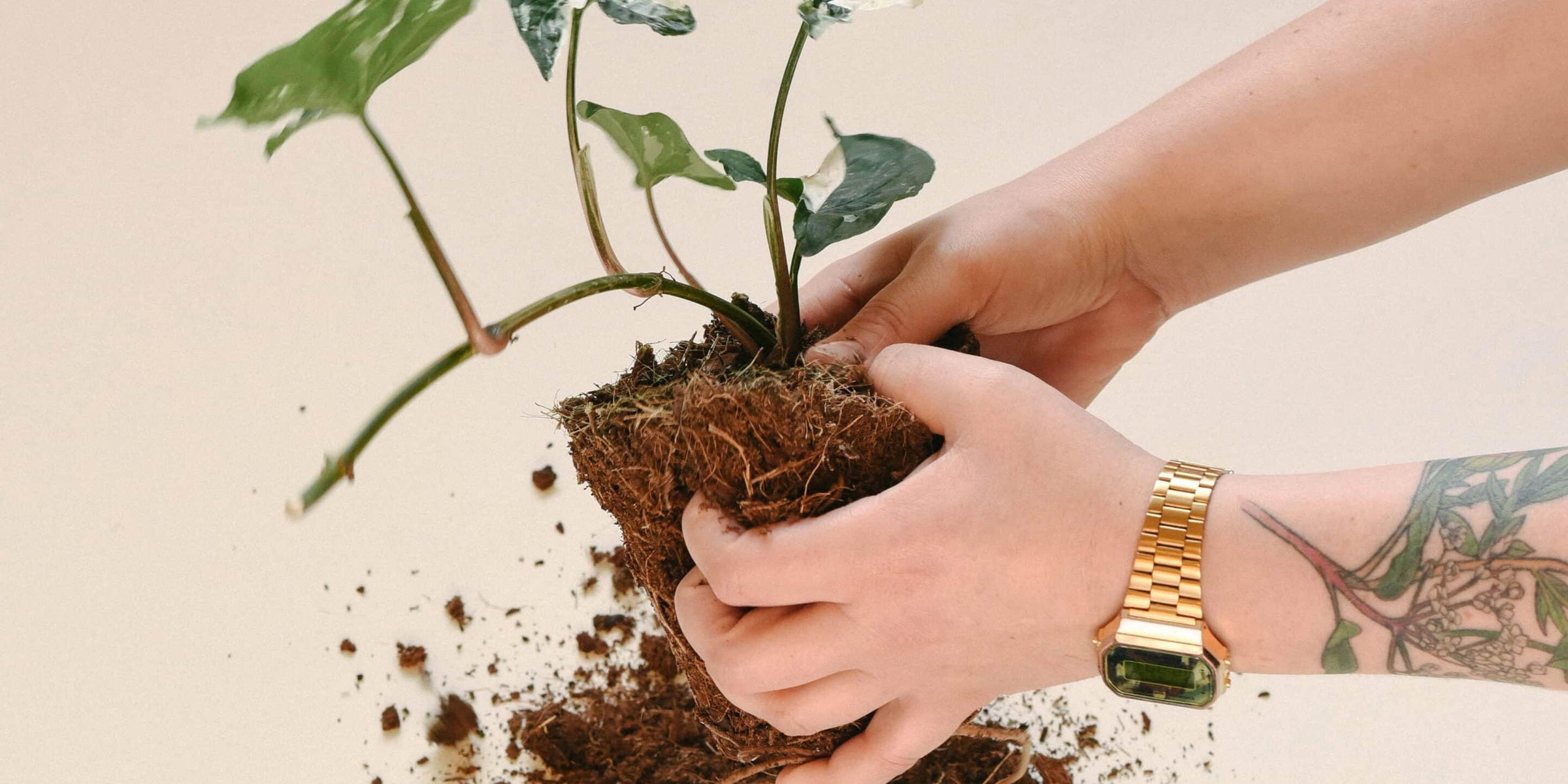 Should You Repot Plants in Winter? The Complete Guide to Cold-Weather Repotting
