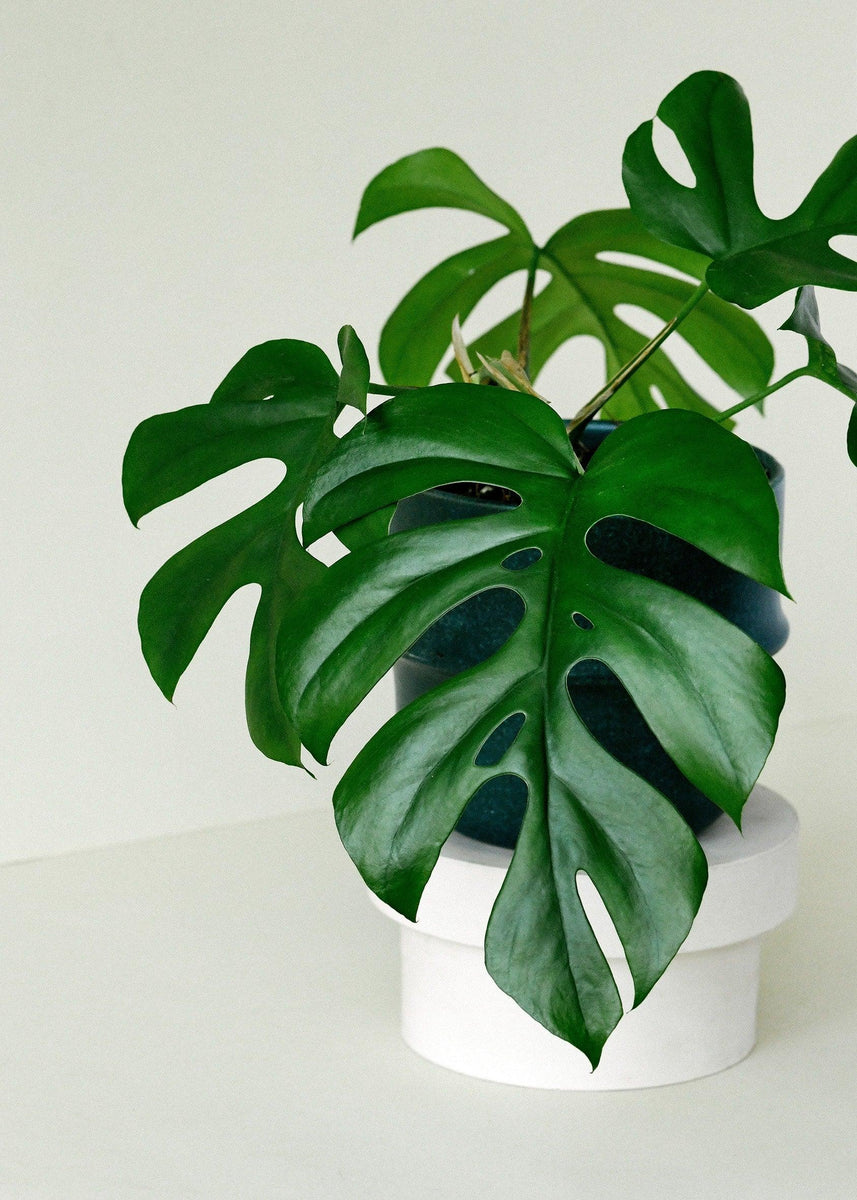 Rhaphidophora Tetrasperma Pflege: Die Mini-Monstera richtig pflegen
