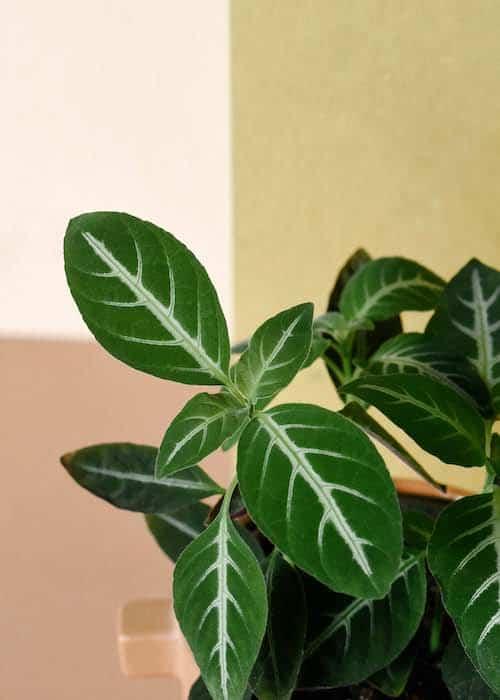 Ruellia Care Tips