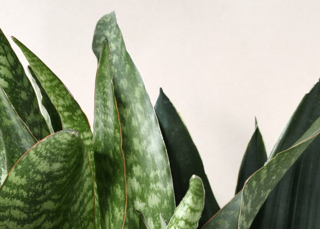 Sansevieria Care Tips