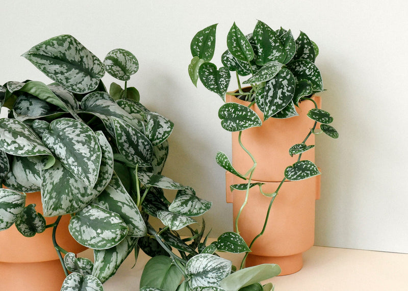 Plant Circle’s Top 5 houseplants for low light