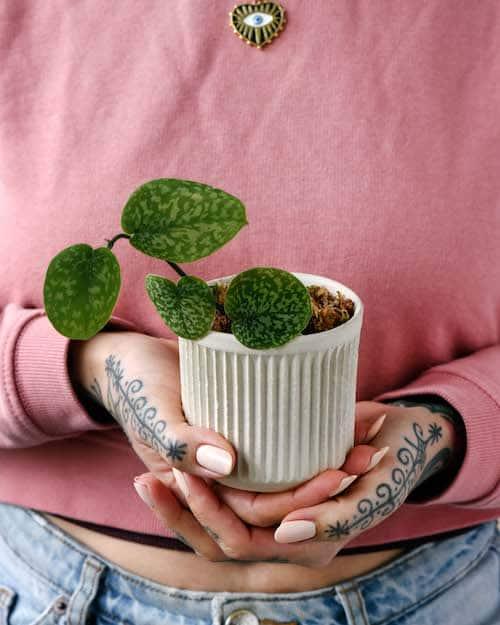 Scindapsus Care Tips