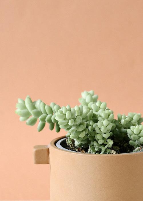 Sedum Care Tips