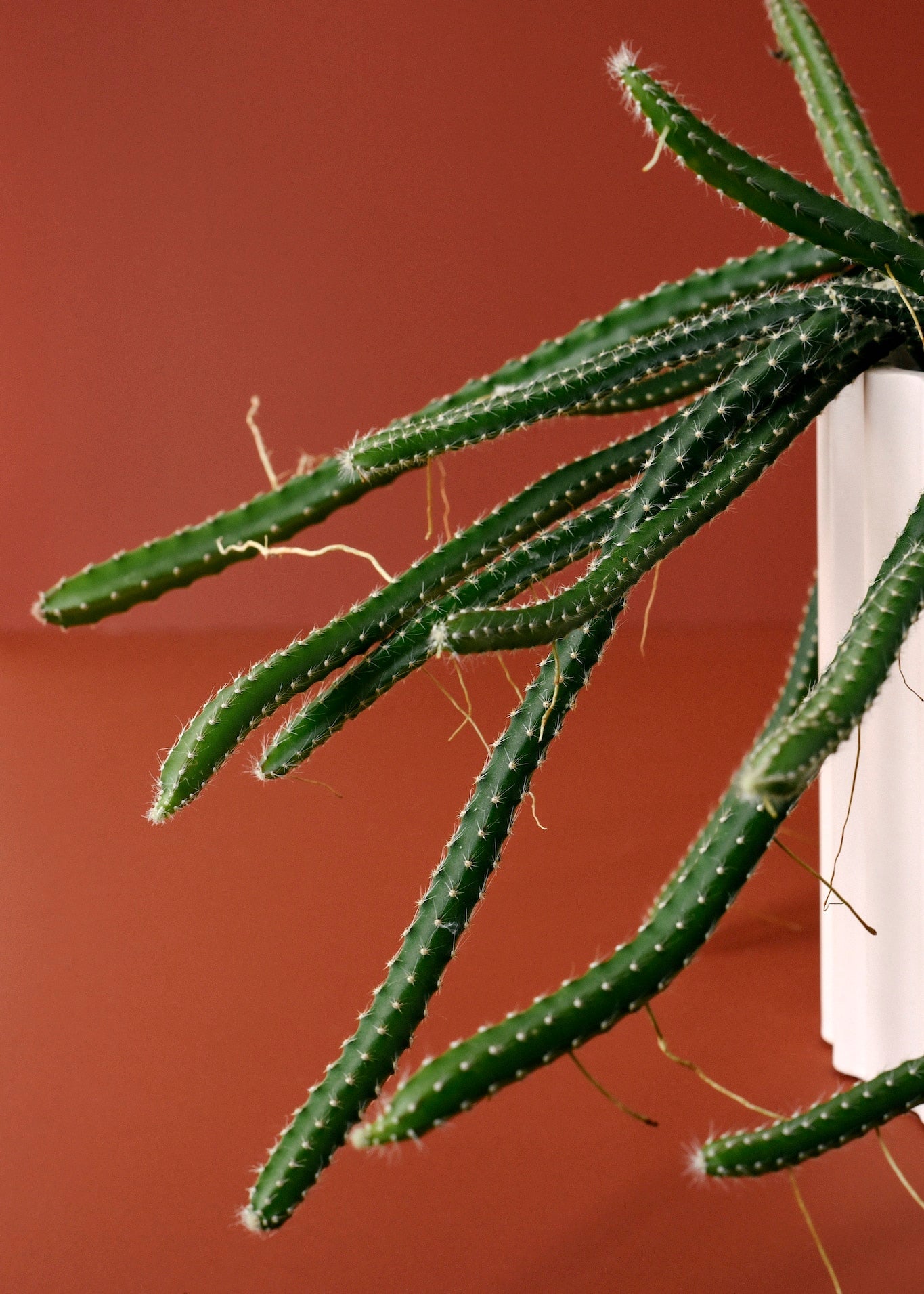 Ultimate Guide to Selenicereus Plant Care