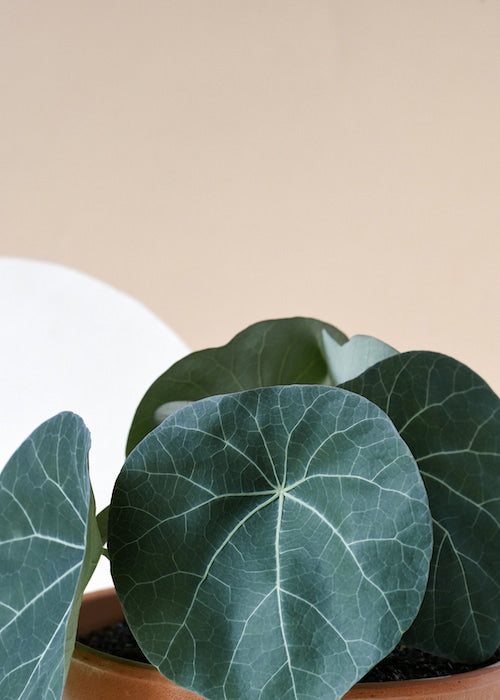 Stephania Plant Care Guide