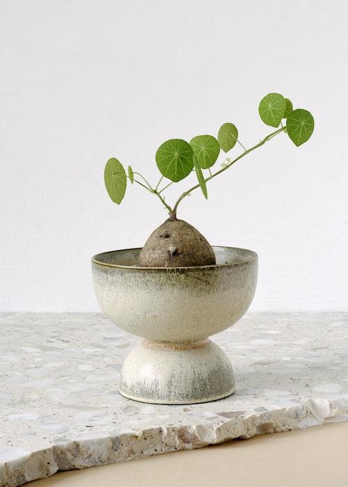 Stephania Erecta: The Trending Houseplant with Circular Leaves