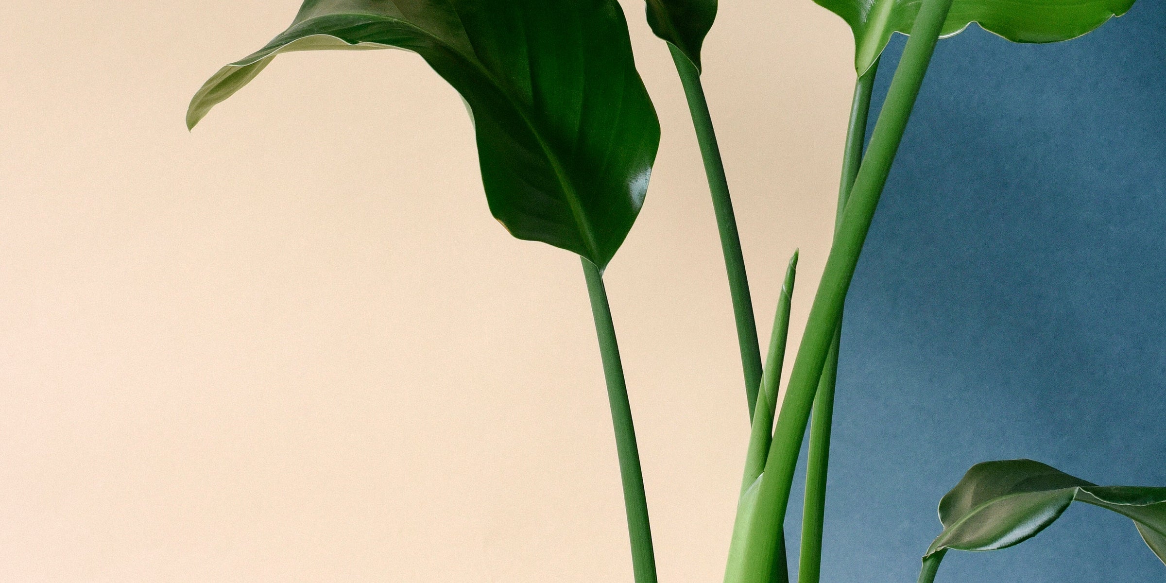 Strelitzia Care Guide - Keep Your Bird of Paradise Thriving