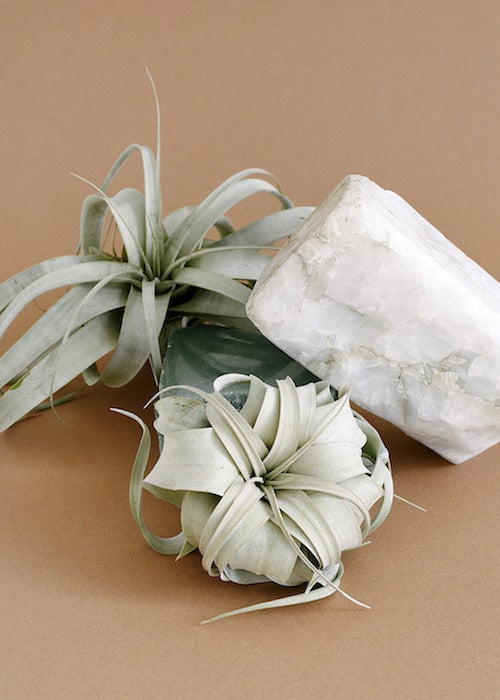 air plant queen Tillandsia xerographica (Air Plant) – The Silver Queen in a Sculptural