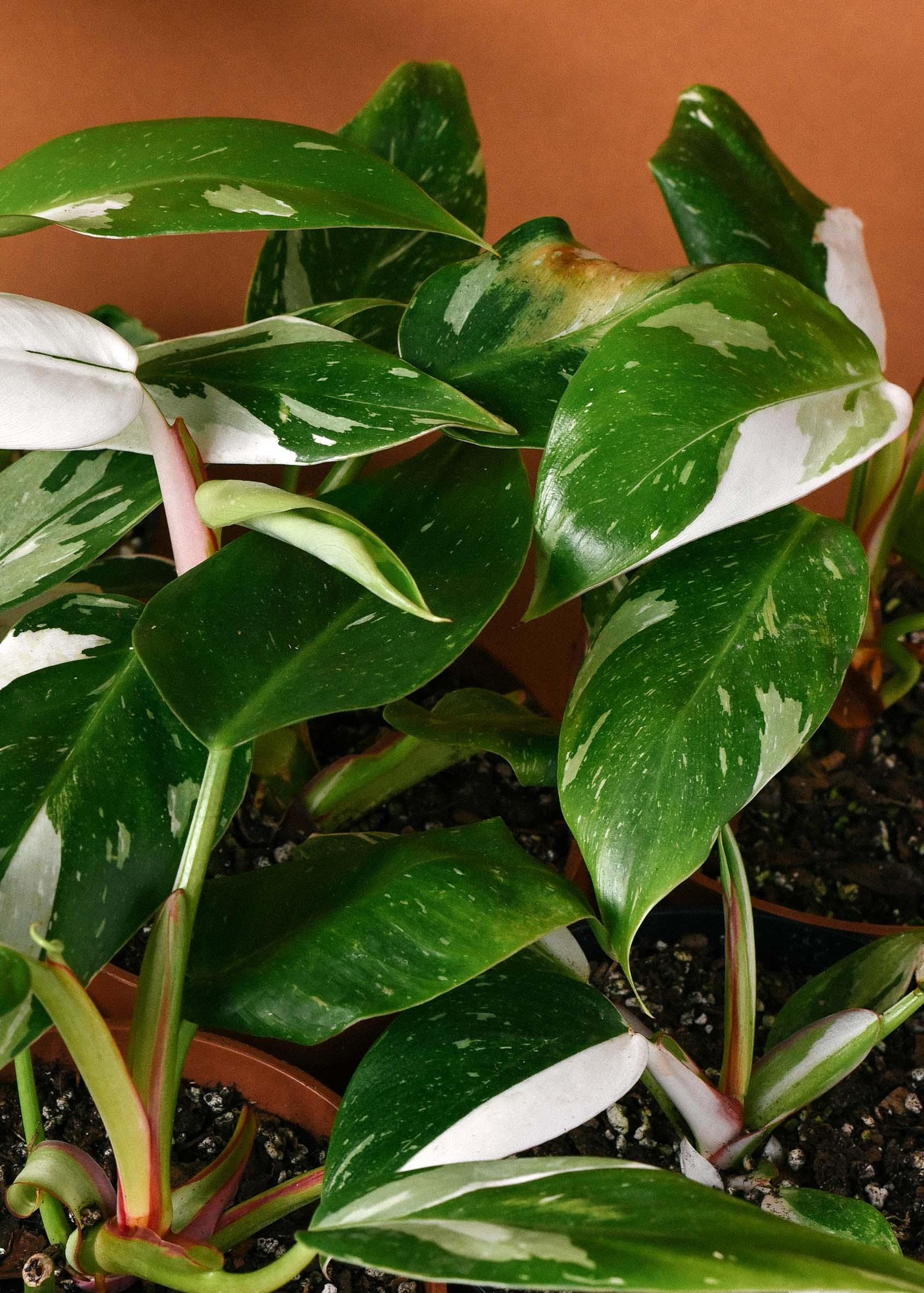 Philodendron White newest Wizard highly variegated Rare houseplant Aroid USA Seller!