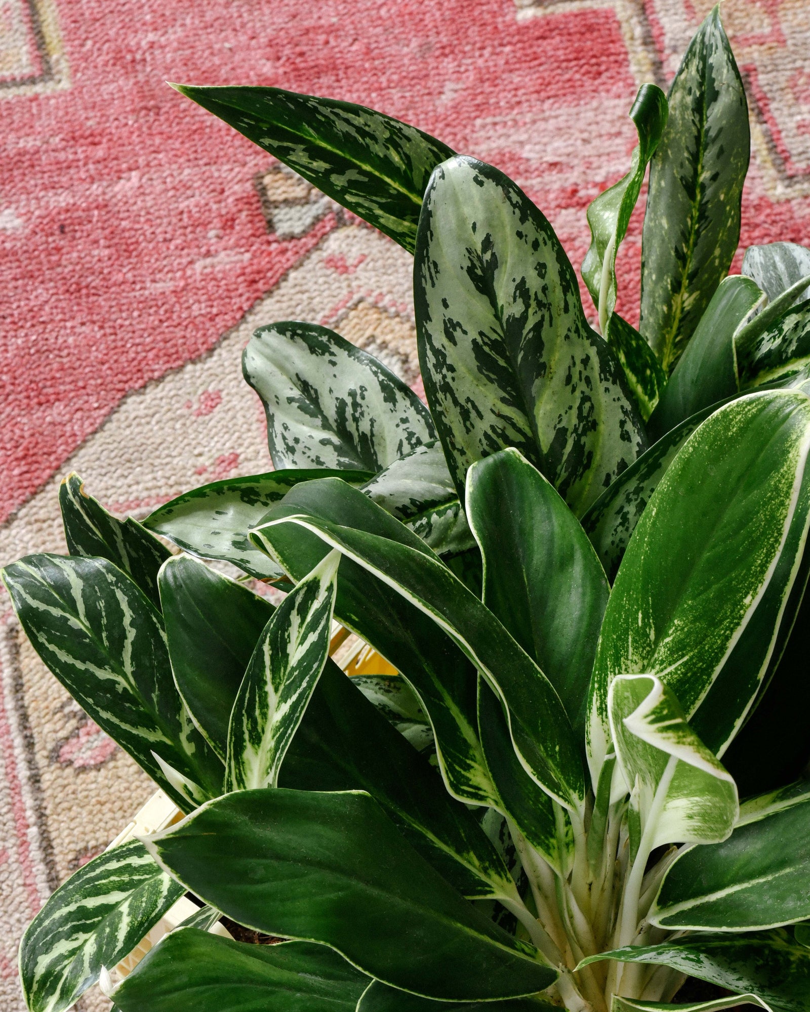 Aglaonema