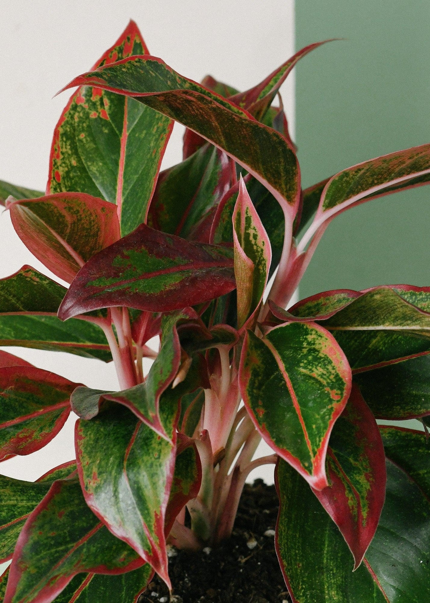 Assorted Aglaonema low light houseplants with colourful foliage in a bright but shaded indoor setting
