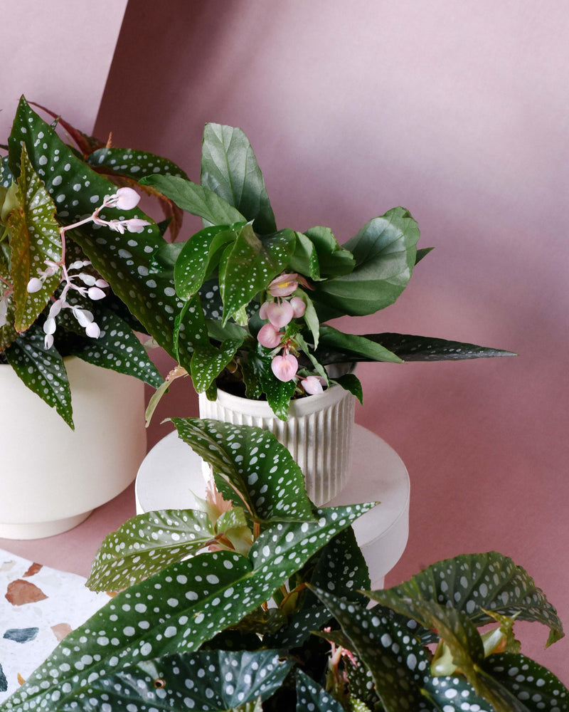 anthurium bonplandii variegated Anthurium Bonplandii Variegata by Plant Circle